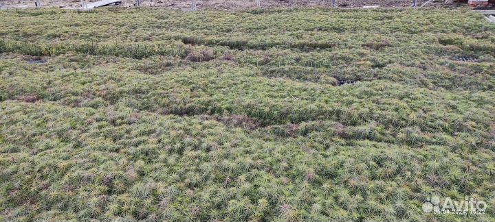 Сеянцы сосны зкс