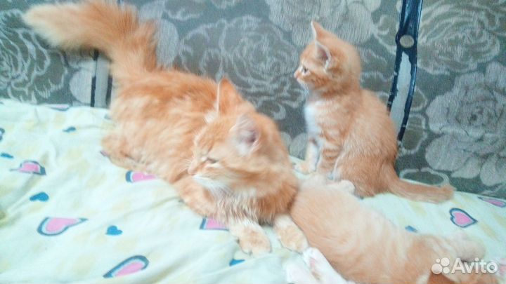 Котята в добрые руки мальчики