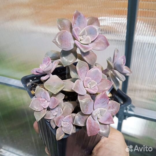 Суккуленты (граптоверии, пахиверии)