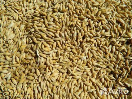 Озимая пшеница