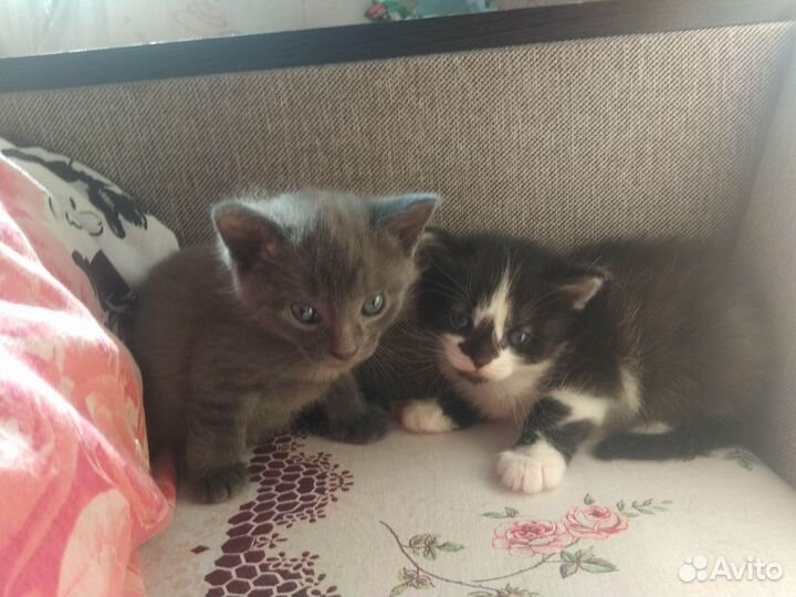 Отдам в добрые руки котят