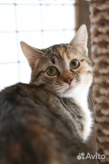 Молоденькая кошечка нуждается в доме