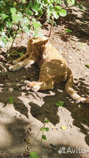 Котик в дар
