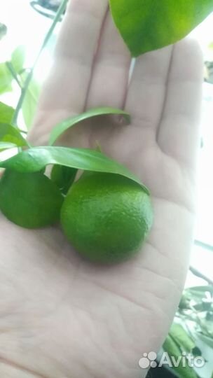 Каламондин, укорененные черенки