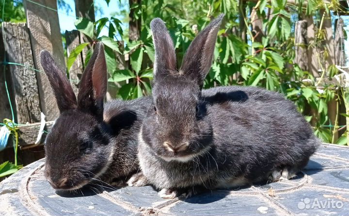 Кролики породы рекс
