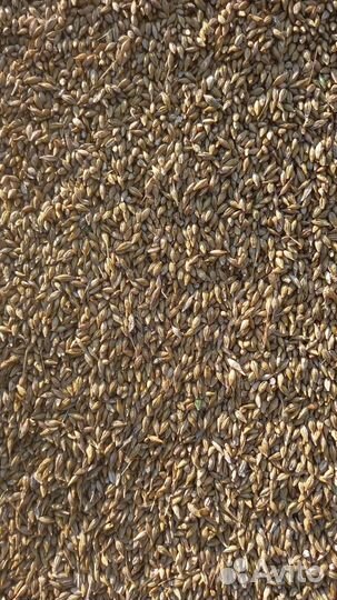 Ячмень фураж