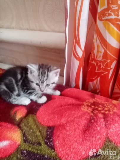 Британские котята