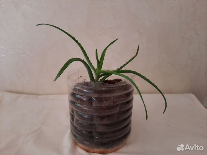 Алоэ столетник