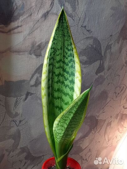 Сансевиерия