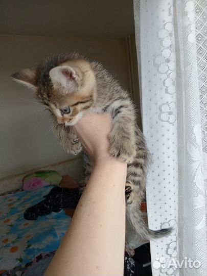 Отдам котенка в добрые руки