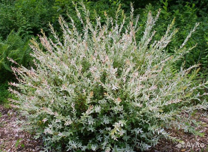 Ива цельнолистная Высота от 50см