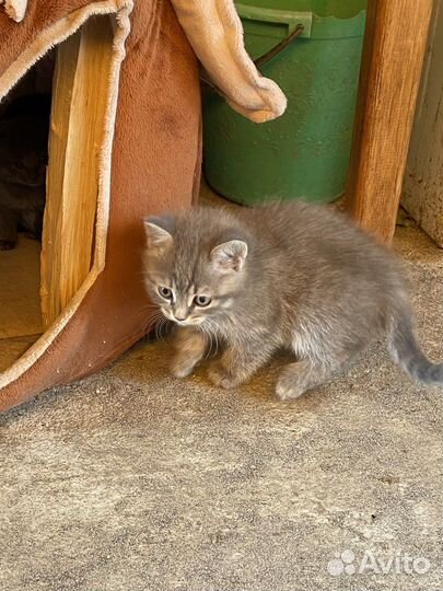 Котята в добрые руки бесплатно