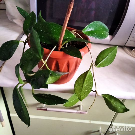 Комнатные растения цветы