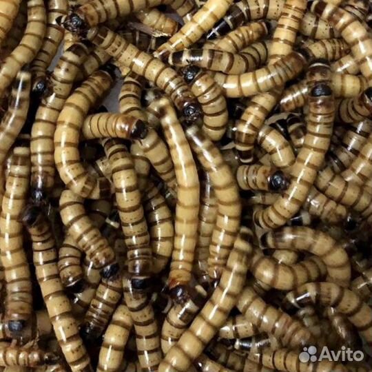 Зофобас, зоофобус, зоофобас