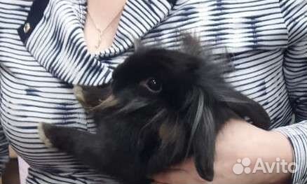 Декоративные крольчата