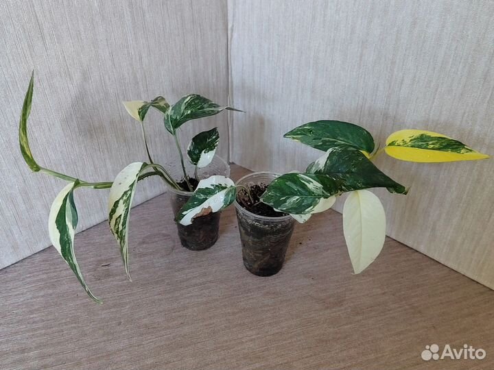 Комнатные цветы