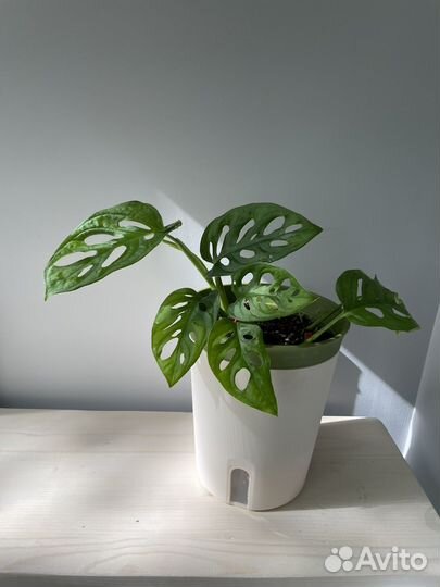 Монстера Адансона