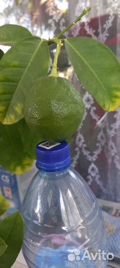 Лимонное дерево с плодами