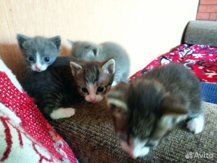 Котята в добрые руки