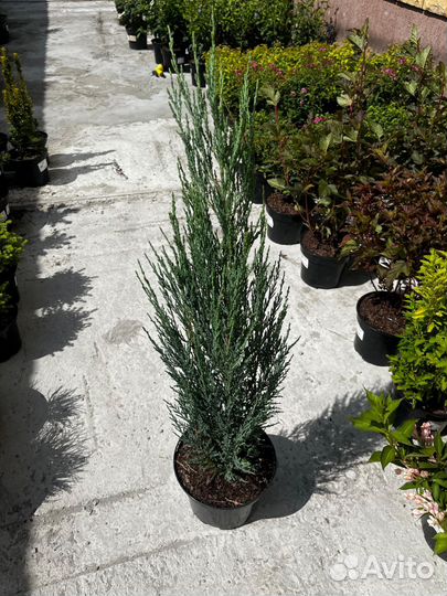 Скальные можжевельники