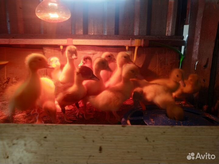 Цыплята Кучинские. Утята. Инкубационное яйцо