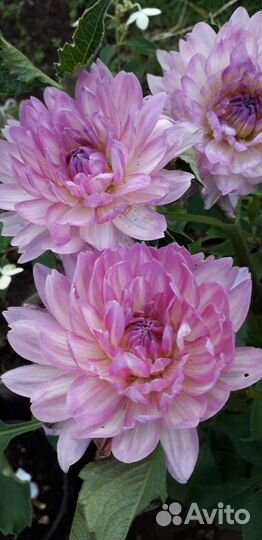 Цветы георгины срезка и клубни