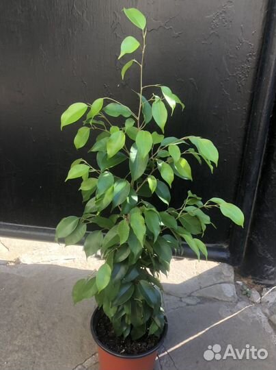 Фикус бенджамина