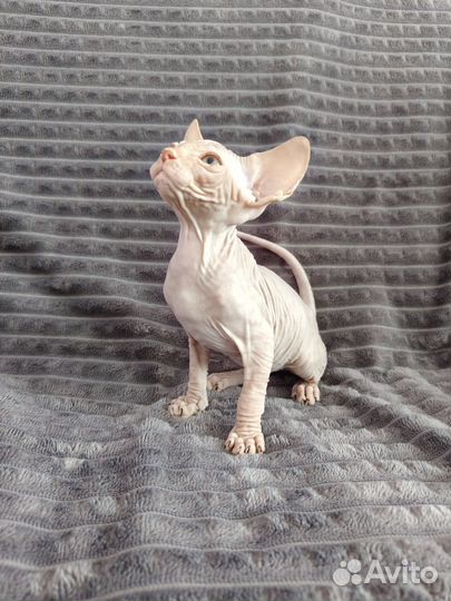 Канадский сфинкс