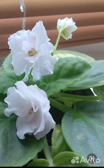 Листики фиалки