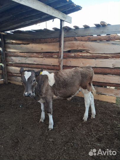 Телята бычки