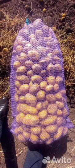 Картошка продажа