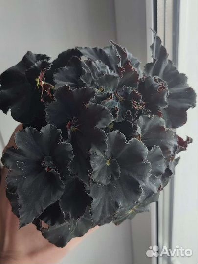 Бегония чёрная мамба