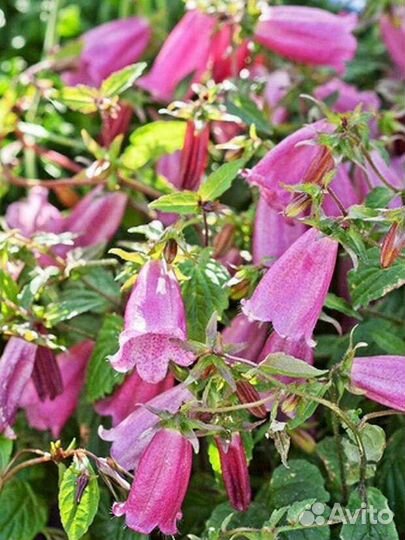 Многолетние цветы