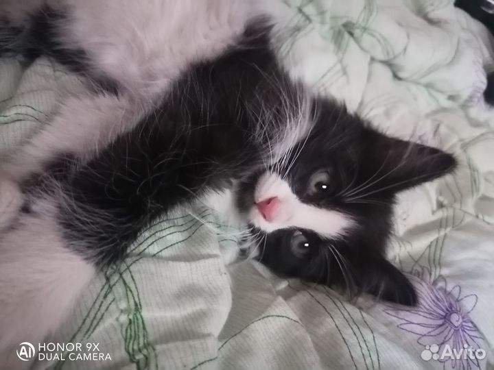 Котенок в добрые руки