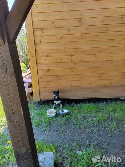 Найдена собака