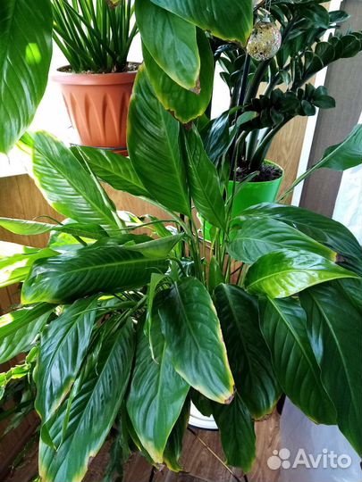 Спатифиллум