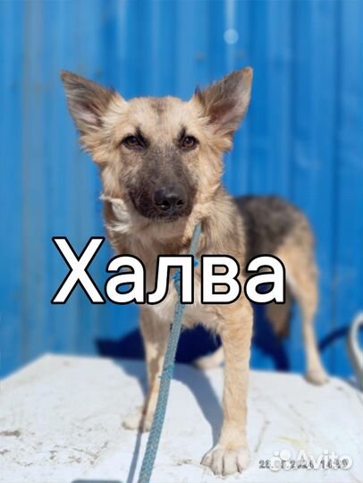 Собака в добрые руки