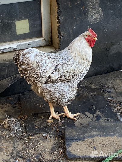 Молодые петухи