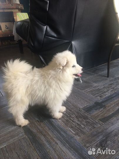 Продам щенков самоеда