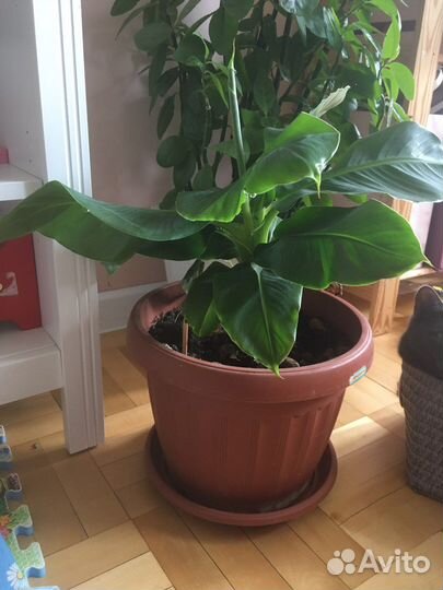 Банан, растения