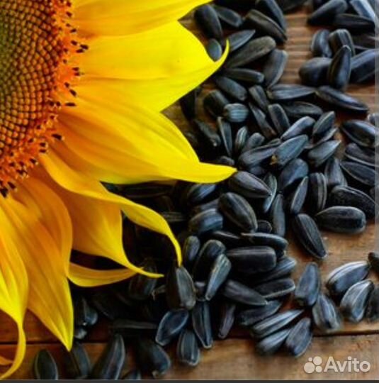 Топливные гранулы пеллеты из лузги подсолнечника