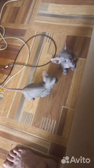 Канадский сфинкс котенок