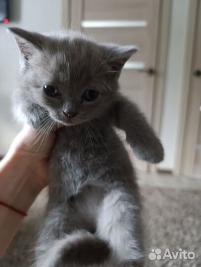 Кошка в дар бесплатно