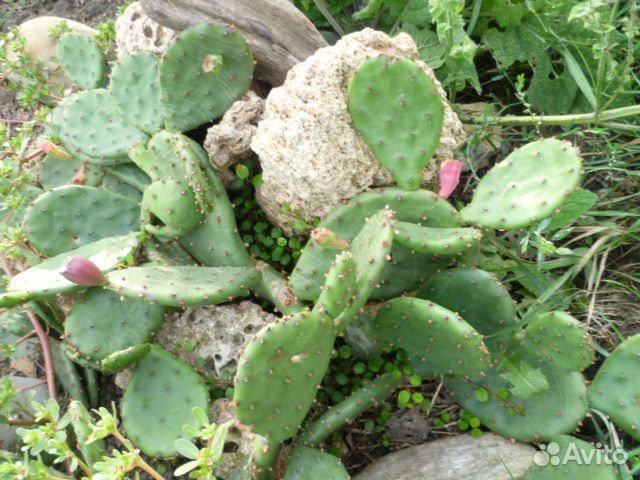 Кактус опунция зимостойкий плоды цветы уличный