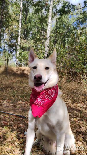 Собака стрессует в приюте