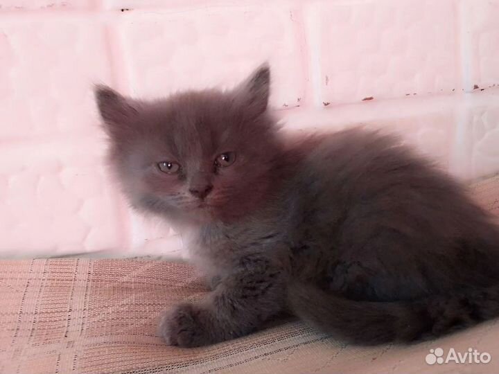 Котята в добрые руки бесплатно