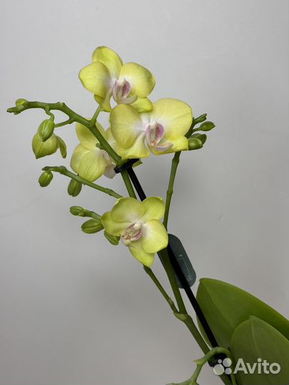 Орхидея фаленопсис