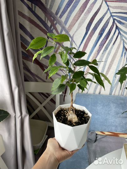 Фикус бенджамина