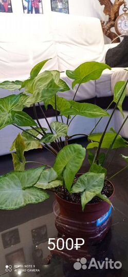 Комнатные цветы