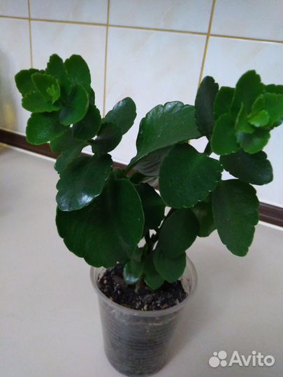 Каланхое Каландива